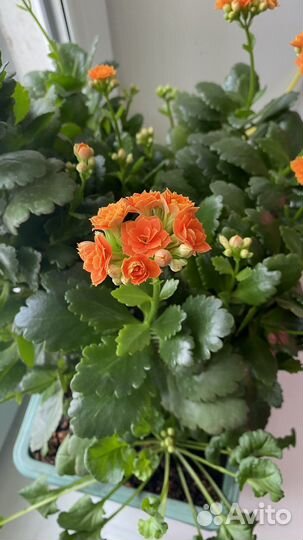 Каланхоэ Блоссфельда