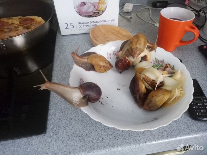 Улитки ахатины