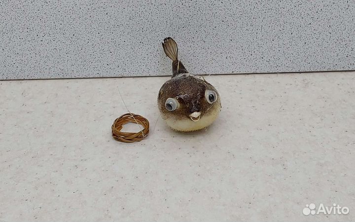 Рыба Попугай 6,6 морской сувенир подарок