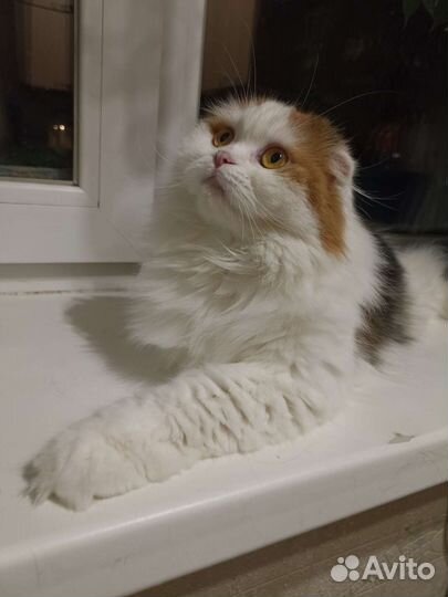 Передержки домашних животных