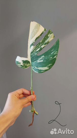 Монстера Альба, черенки