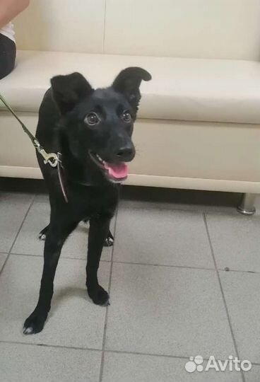 Щенок 6 месяцев Линда стерилизована, доставкой