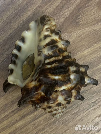 Морские ракушки раковины