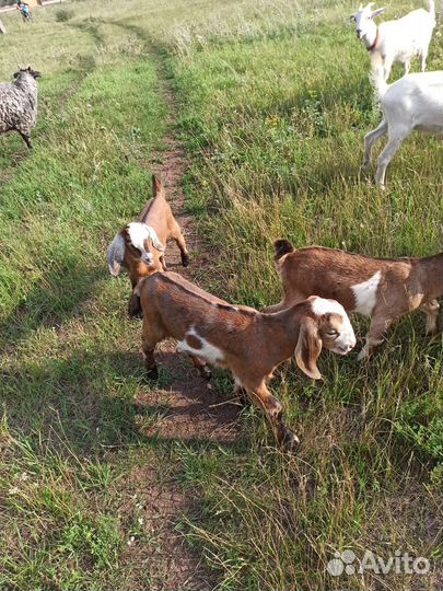 Козы, козлята