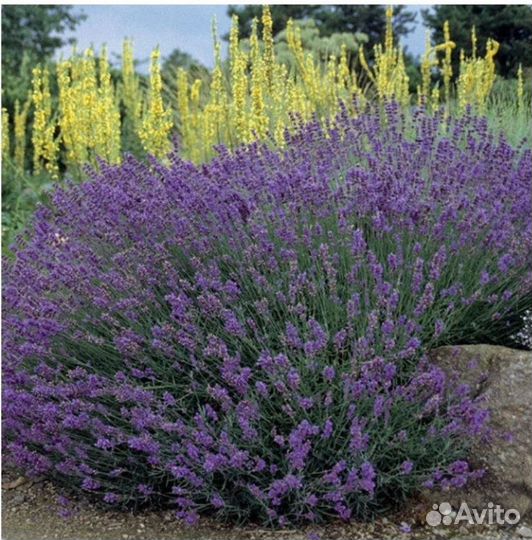 Саженцы английской лаванды Розовой/Голубой/Белой