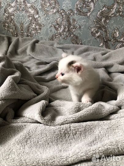 Котята даром, 3мальчика и 1девочка