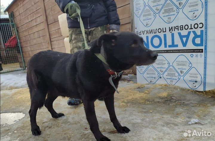 Собака в добрые руки, пентагон