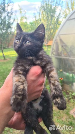 Подарим умных котят