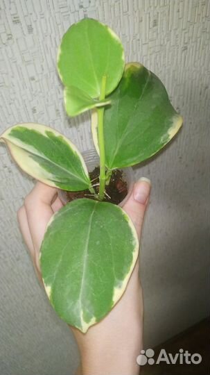 Хойя Pachyclada albomarginata