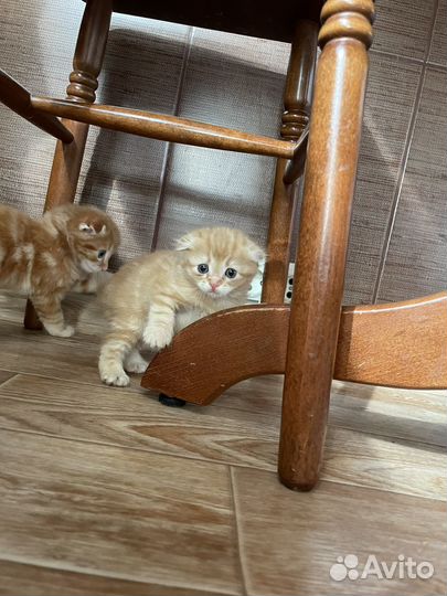 Вслоухая рыжая кошечка