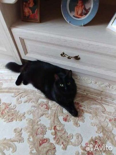 Кот и кошечка