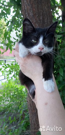 Кошка в дар