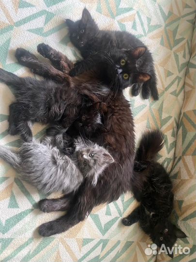 Котенок девочка 2 месяца