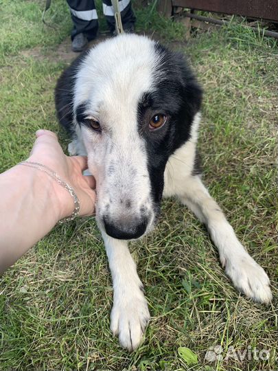 Найдена собака