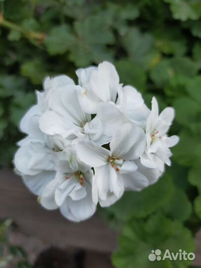 Пеларгония. Герань