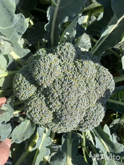 Капуста брокколи