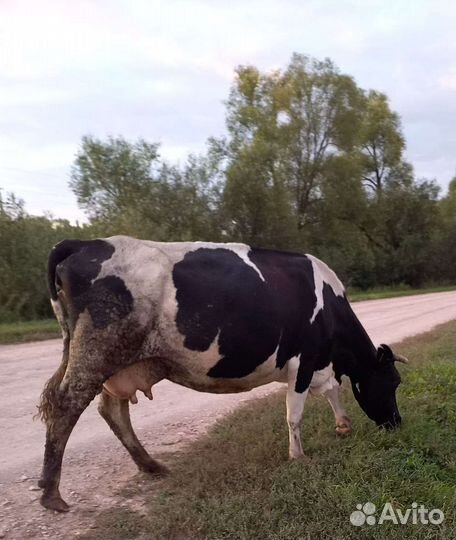 Корова дойная