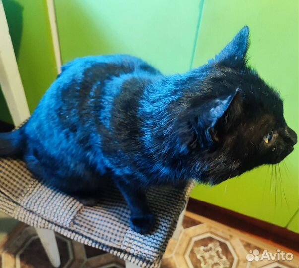 Отдам кота в добрые руки