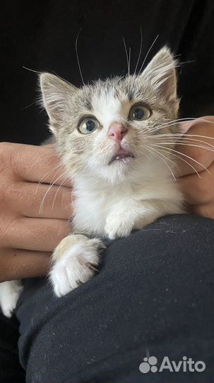 Котик в добрые руки