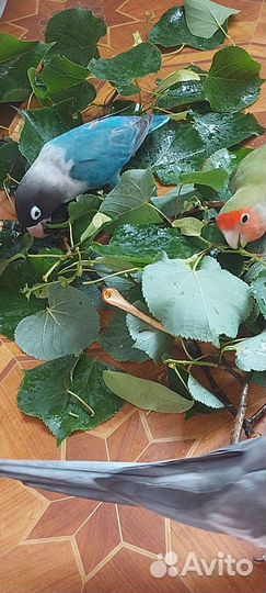 Неразлучники