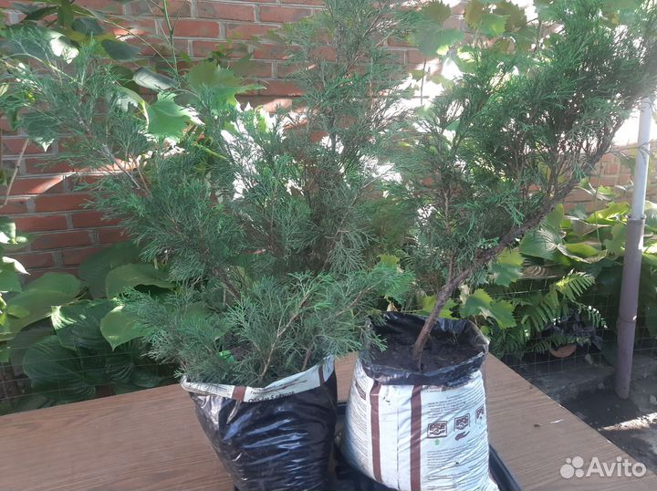 Можжевельник, туи