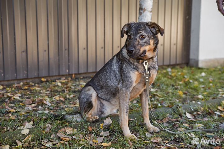В добрые руки яркая красотка Горчица