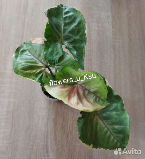 Сингониум orm tong var