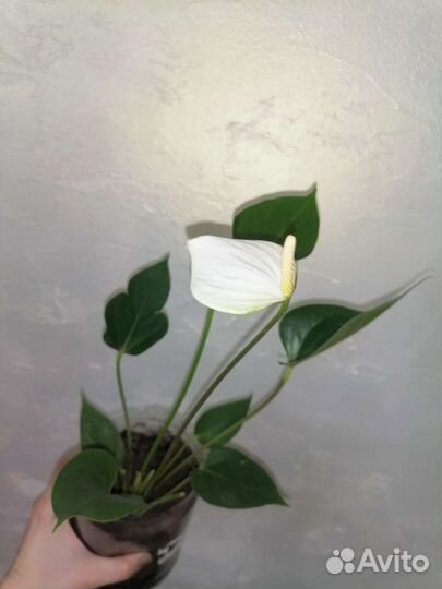 Антуриумы разные, белые,шоколадные есть цветущие