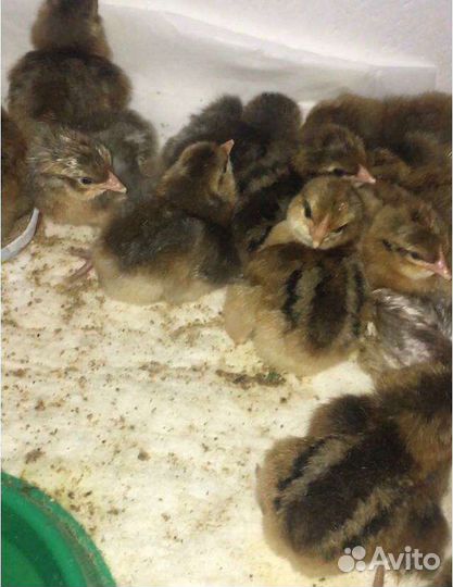 Инкубационное яйцо, цыплята кур породы Билефельдер