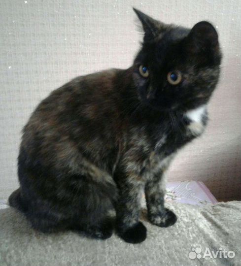 В добрые руки