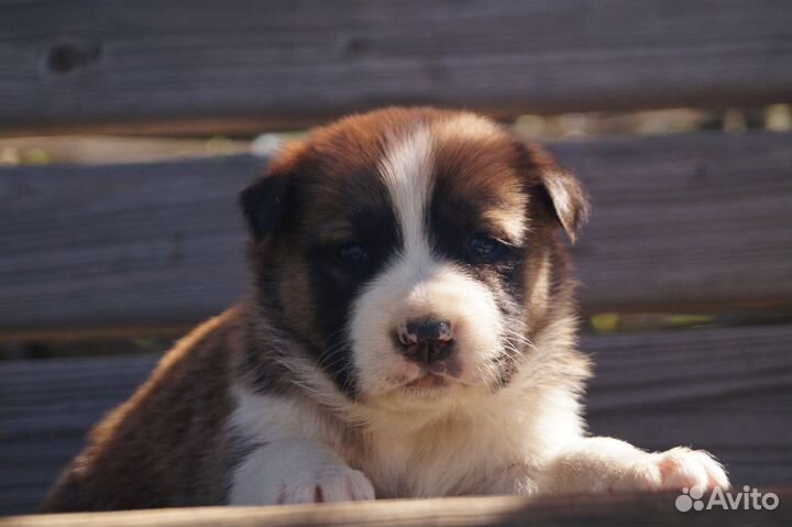 Щенки метис питбуля