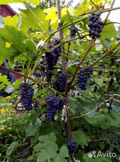 Саженцы винограда