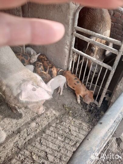 Поросята ландрас+дюрок