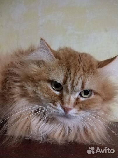 Рыжий котик