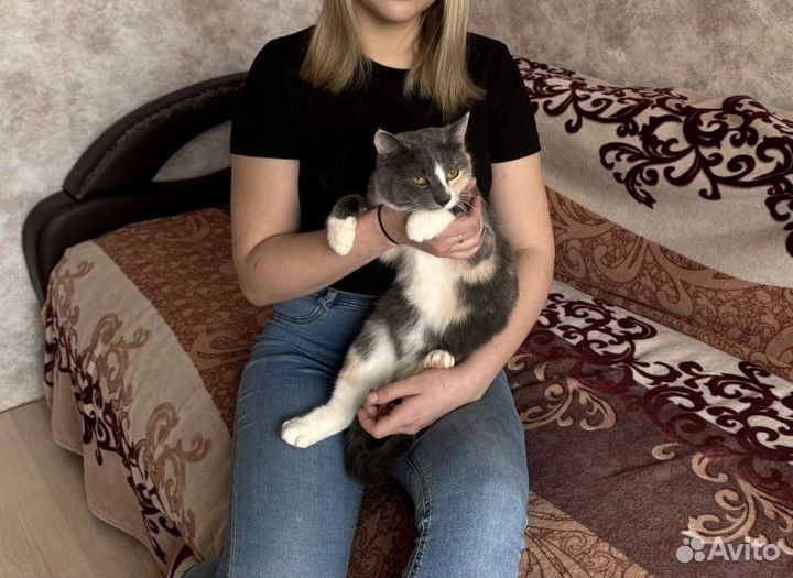 Кошка в дар бесплатно