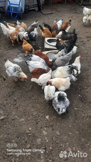 Куры,цыплята