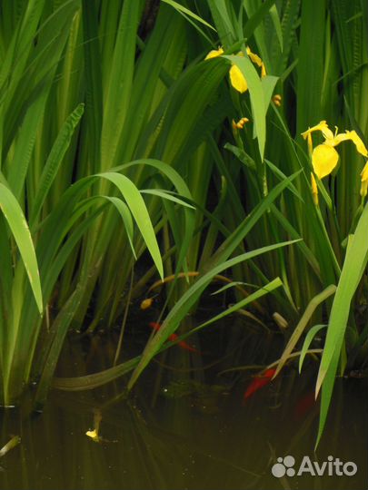 Ирисы жёлтые
