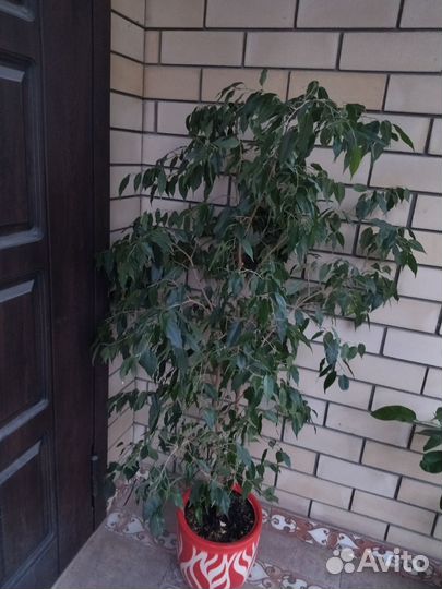 Фикус бенджамина