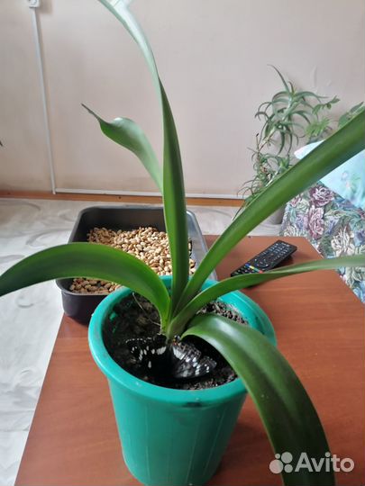 Комнатные цветы