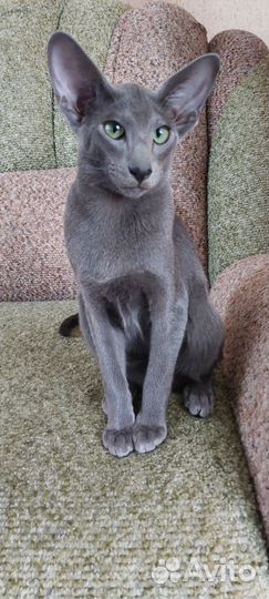 Ориентальный котик