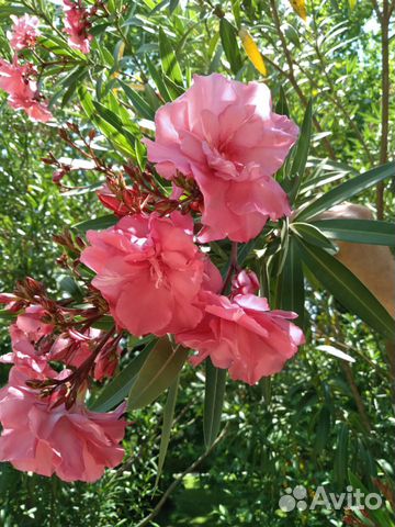 Олеандр, руэллия, веерные пальмы