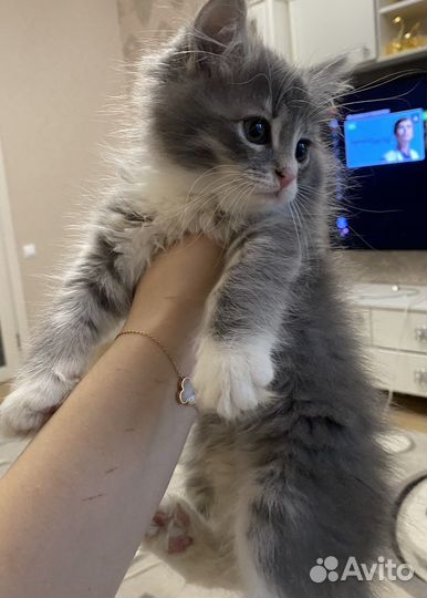 Котенок