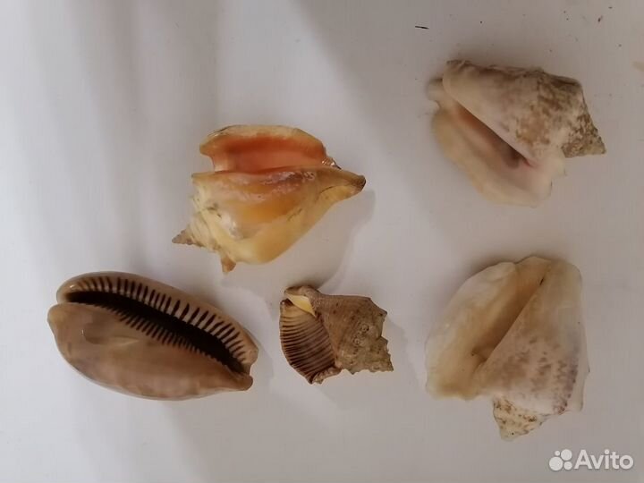 Ракушки морские (5 штук)