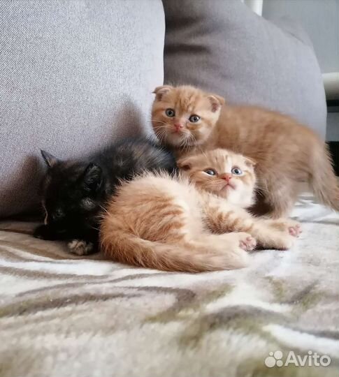 Кошки
