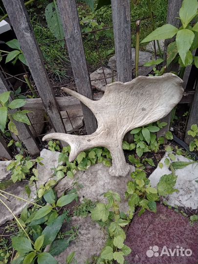 Продам рога лося