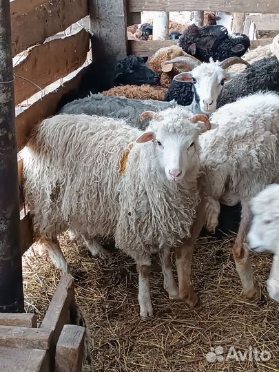 Ягнята баранчики