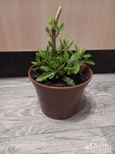 Каланхоэ оленьи рожки