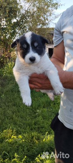 Дворняжка в добрые руки. 2 мальчика и 3 девочки