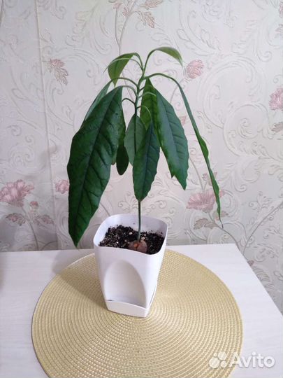 Комнатные растения ;Авокадо,лимон,дуб