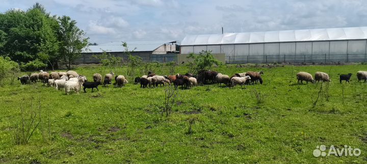 Стадо овец с ягнятами